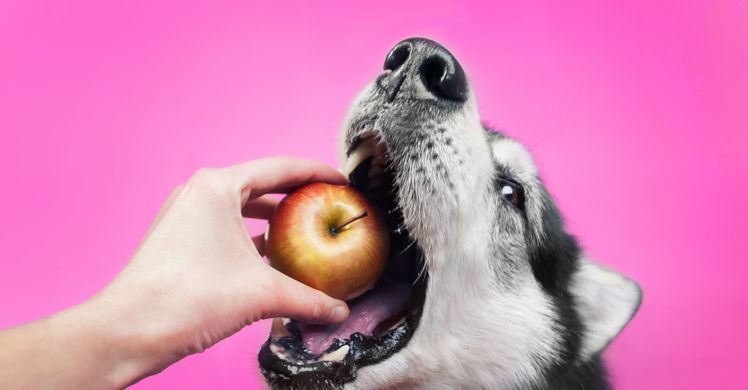 apple cores bad for dogs