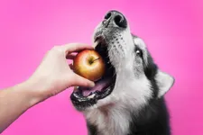 What Foods You Should Never Feed Your Dog